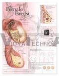 The Female Breast Anatomical Chart